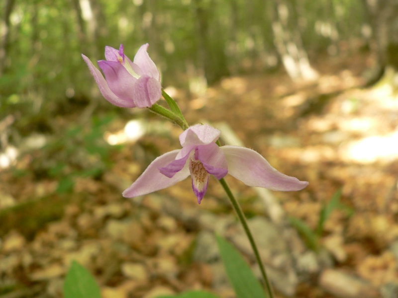 Cephalanthera rubra